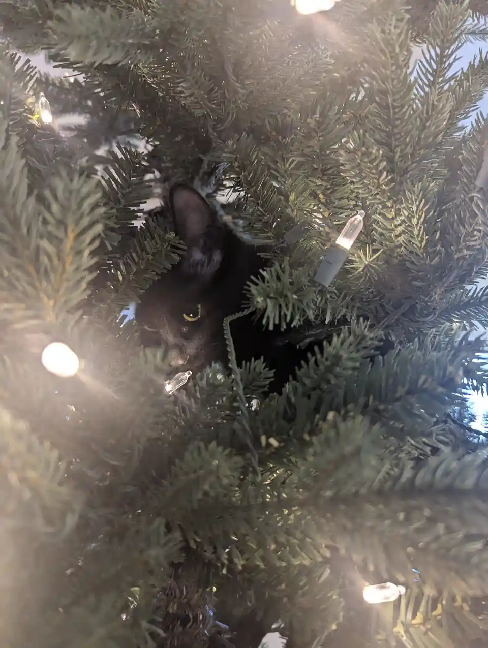 A black cat is peeking out from behind the branches of a lit-up Christmas tree, its eyes visible and alert. The tree is…