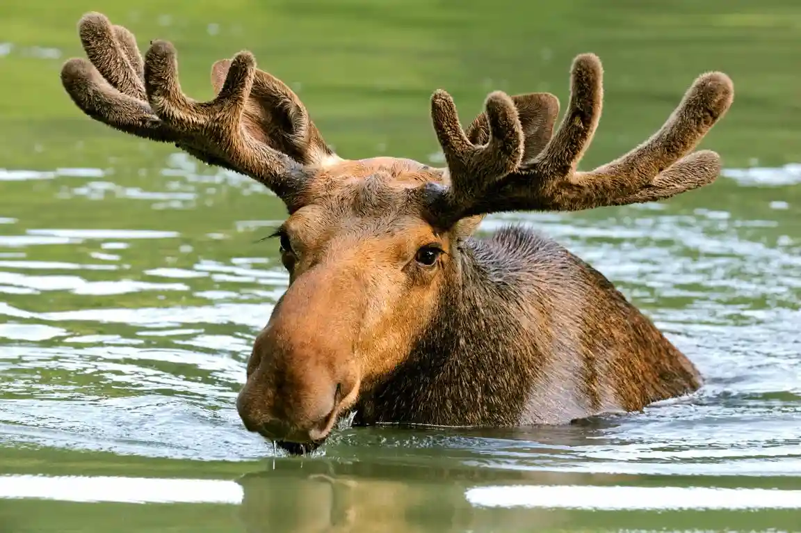 A large moose with prominent antlers is partially submerged in greenish water, its head and shoulders visible above the…