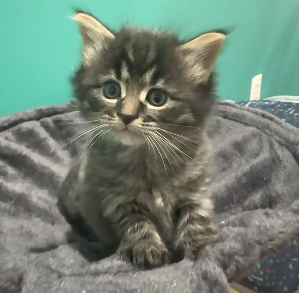 I asked Ebenezer for stunning adoption photos, and he totally nailed it!