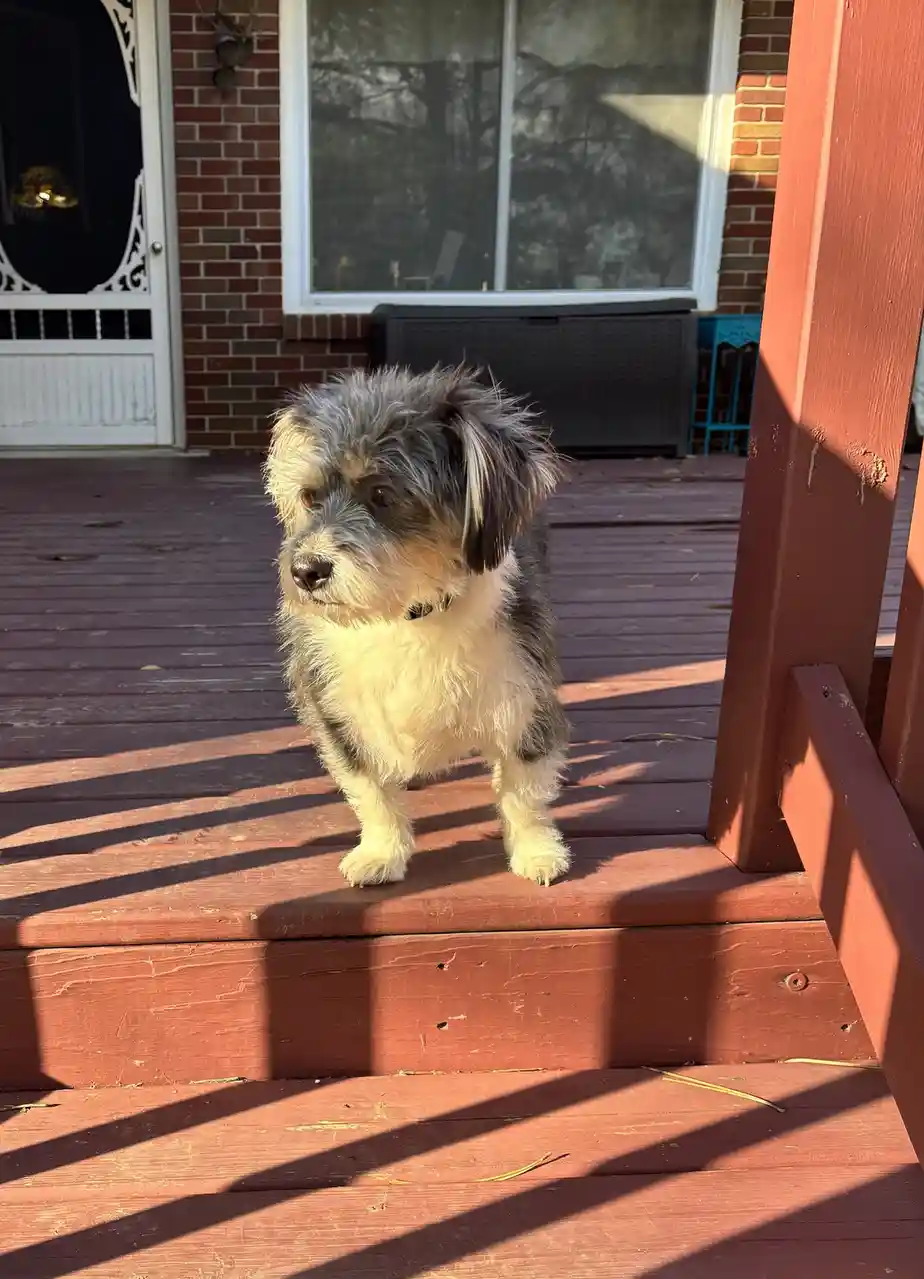 A scruffy, shaggy dog with gray and white fur stands on a red wooden porch step, looking slightly to the side. Behind it is…