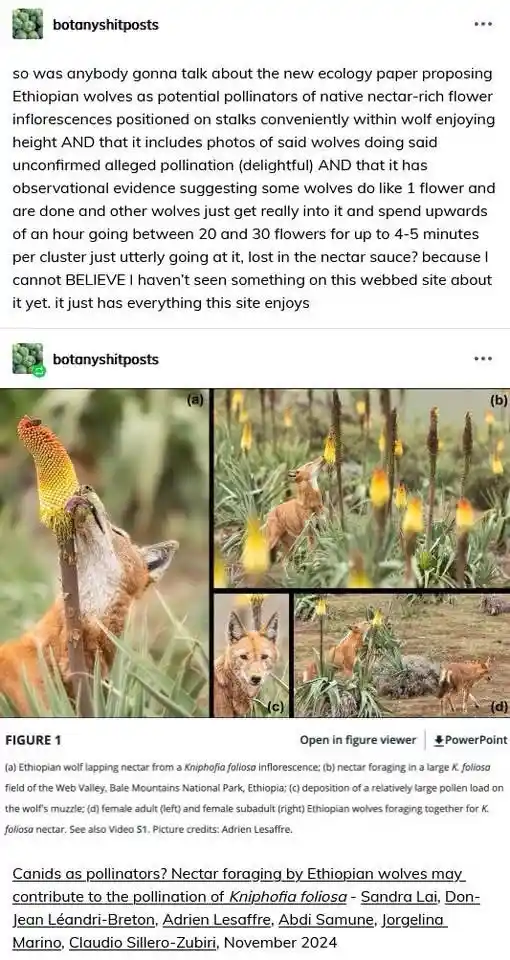 Pollinators: Lost in the Sauce!