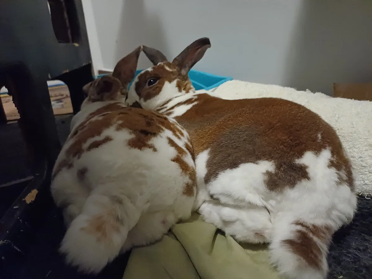 Two fluffy brown and white rabbits are curled up together on a soft blanket, appearing to be sleeping or resting. One rabbit…