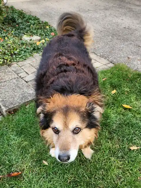 A fluffy, long-haired dog with a brown and black coat and sad, pleading eyes looks up at the camera from a patch of green…