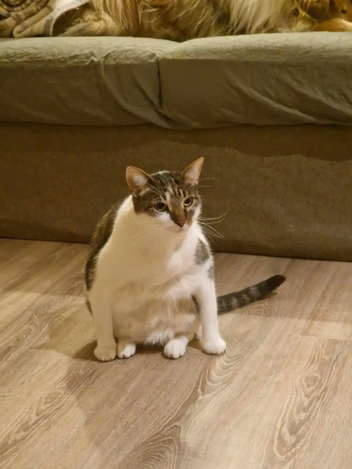 Meet Marley, the chubby cat with a unique sitting style