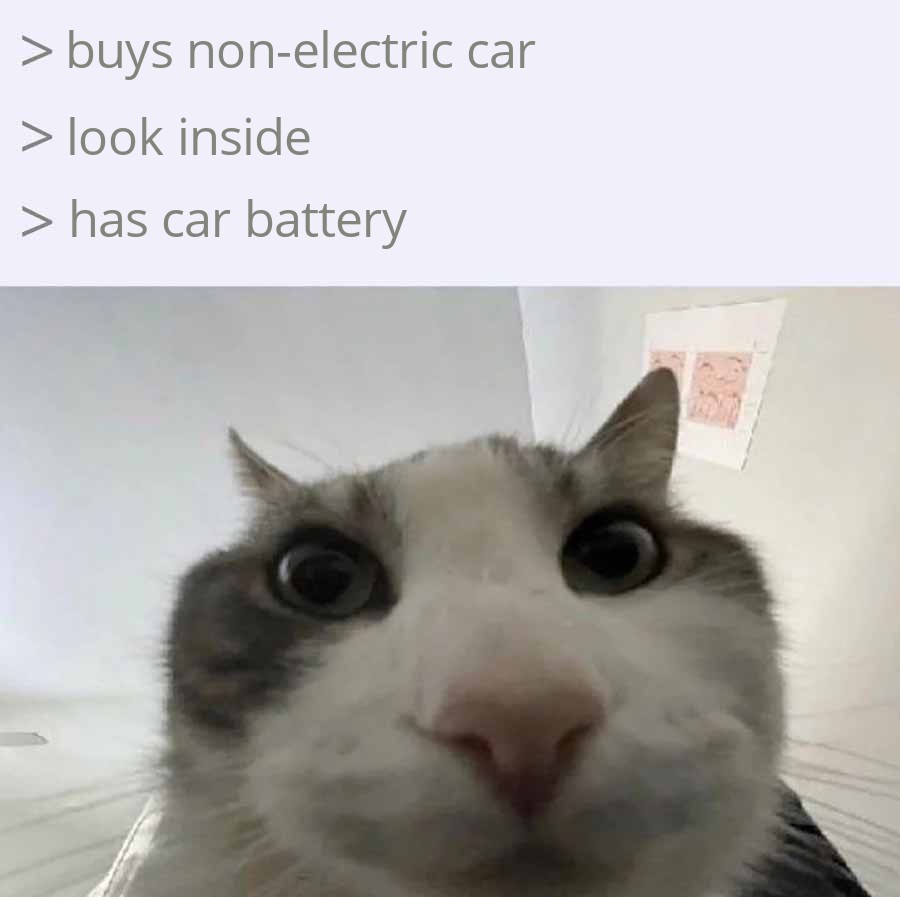 A close-up photo of a white and gray cat with wide, startled eyes looking directly at the camera, conveying shock or…
