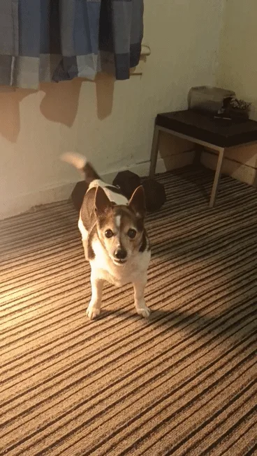 A small brown and white dog stands in a room with striped carpet and blue curtains, captured in six sequential frames…