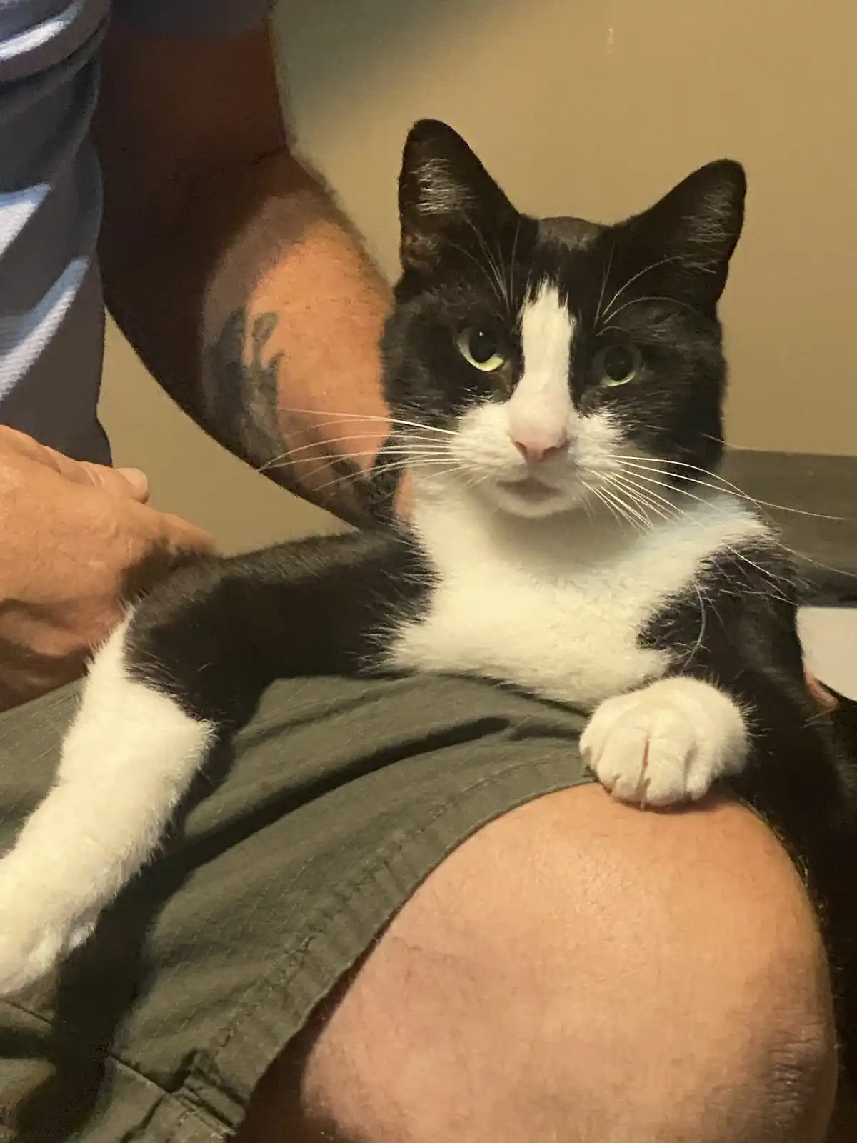 A black and white cat with a white chest and paws sits on a person's lap, looking directly at the camera with a displeased…