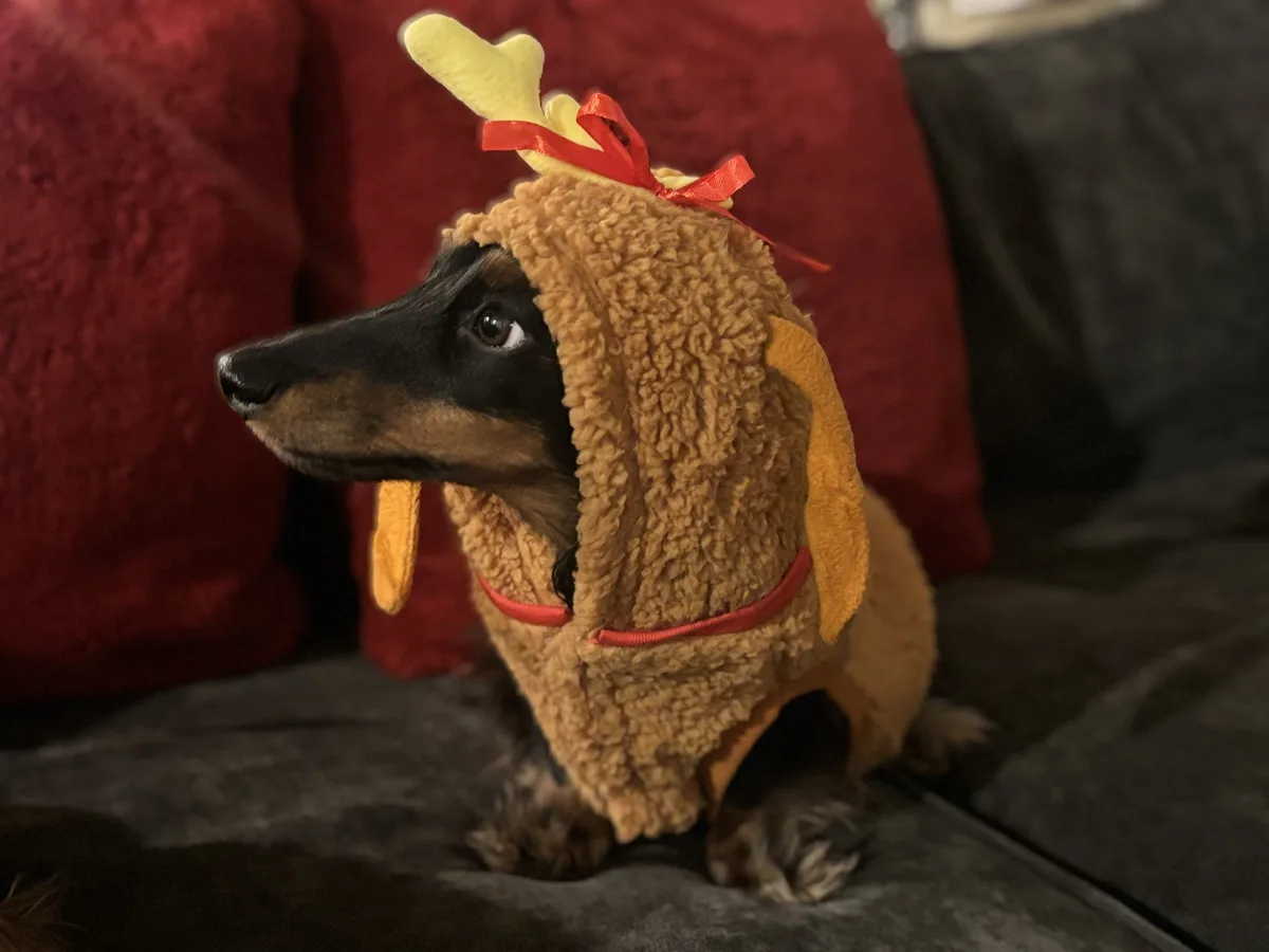 A dachshund wearing a brown, fuzzy reindeer costume with yellow antlers tied with a red ribbon sits on a couch. The dog's…