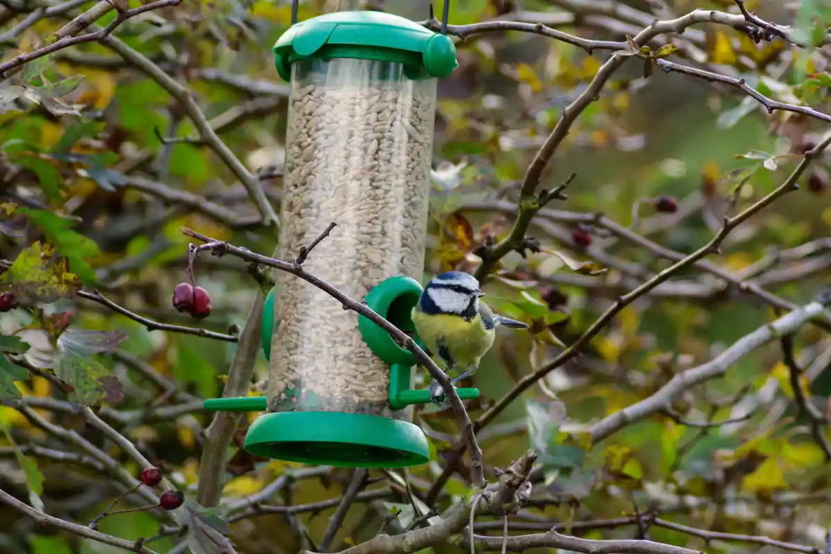 A small blue tit bird perches on a green cylindrical bird feeder filled with sunflower seeds, surrounded by autumnal…
