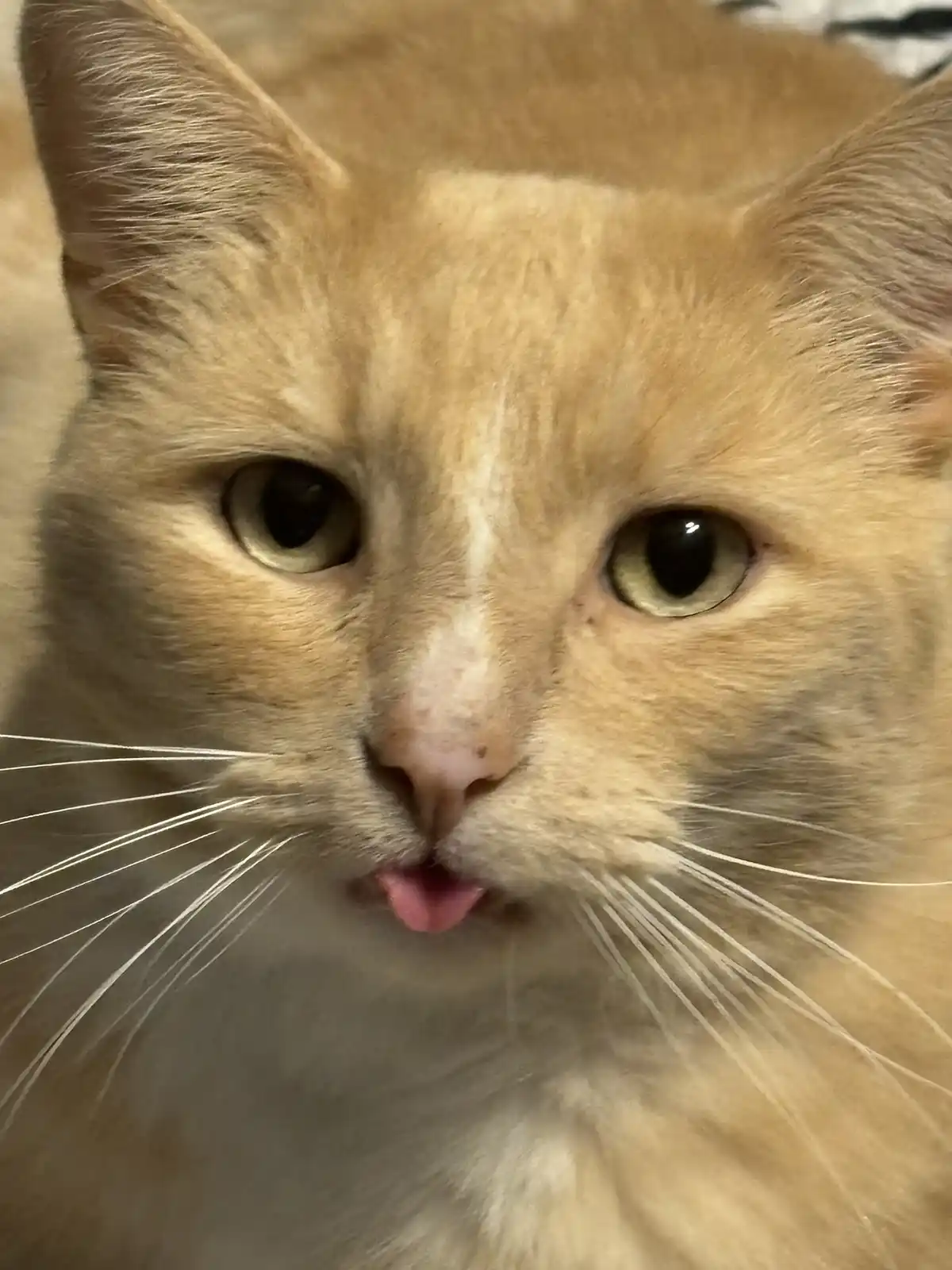 She Chose Us: The Heartwarming Adoption Story
