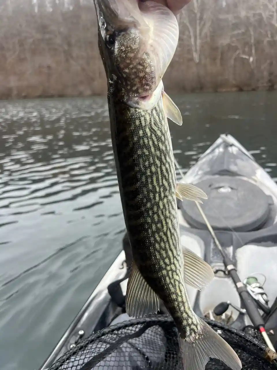 A person holds a large, striped pike fish vertically by its mouth above a kayak on a river, with bare trees in the…