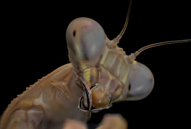 A close-up macro photograph of a mantis shrimp's head against a black background, showing its large compound eyes, antennae…