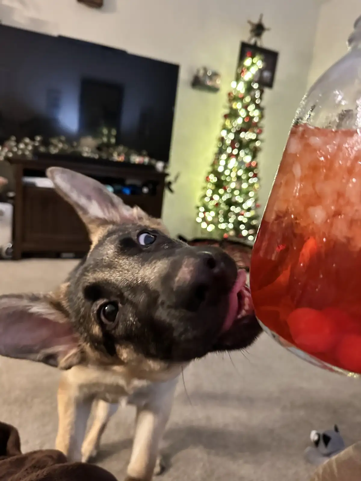 Watch our mischievous pup attempt to snag an adult beverage!