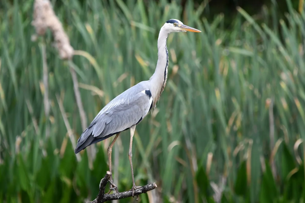 A grey heron stands tall on a branch against a blurred green reed background, its long neck and orange beak prominent. The…