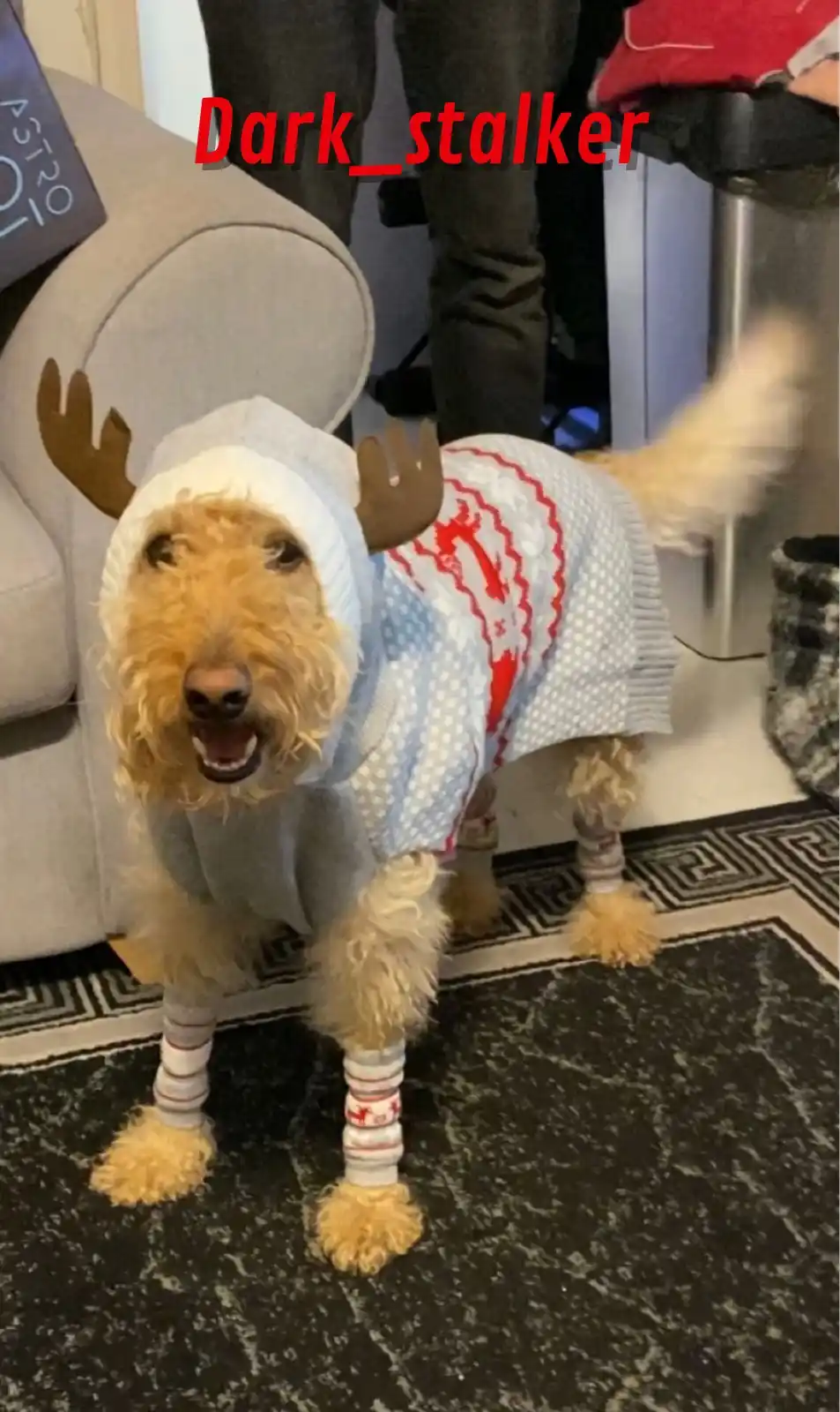 A fluffy, light-brown dog wearing a festive reindeer costume with antlers, a patterned sweater, and striped leg warmers…