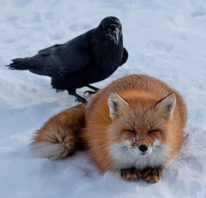 A fluffy red fox is curled up in the snow with its eyes closed, looking serene and unbothered. A black crow stands nearby…