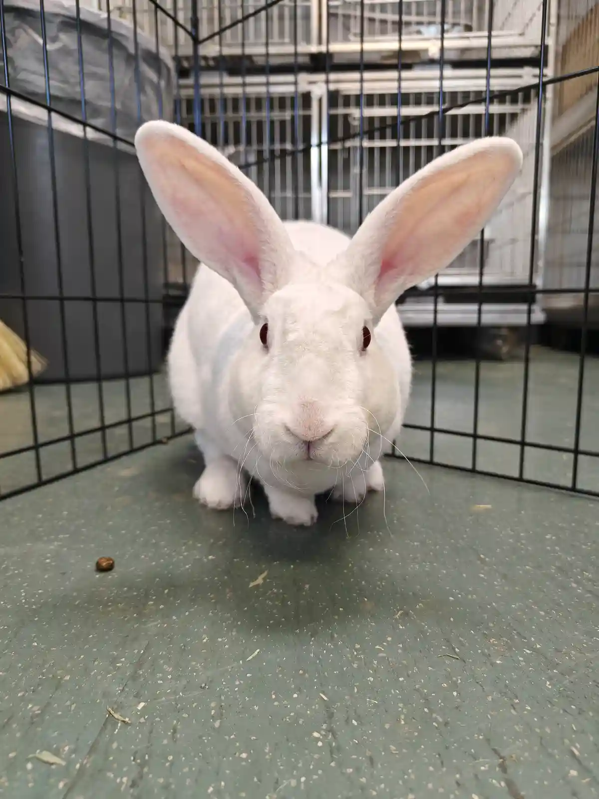 Meet the adorable rabbits and guinea pigs I'm volunteering with at my local animal shelter this week!
