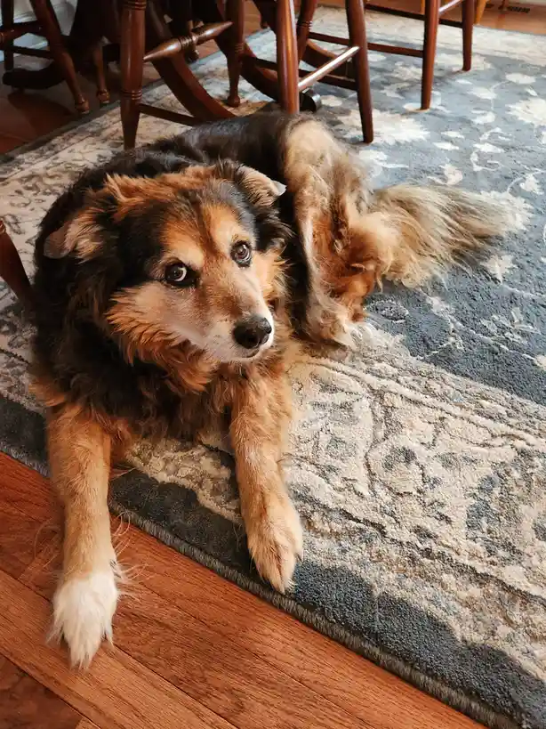 A fluffy brown and black dog lies on a patterned rug near wooden chairs, looking directly at the camera with a tired…