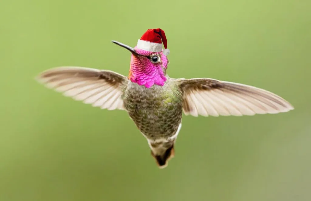 Wishing You a Merry Christmas from a Cheerful Hummingbird