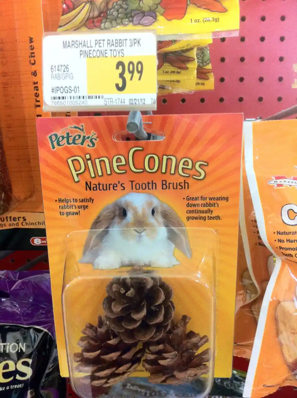 Brushing your teeth with an acorn? Not a great idea!