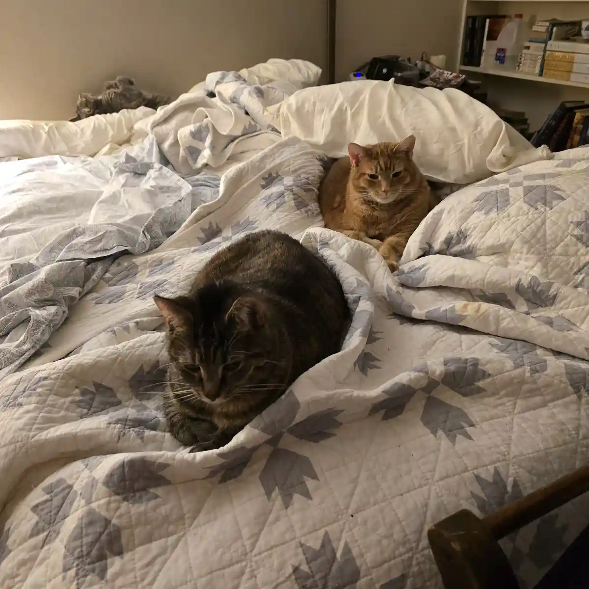 A Daily Cat Photo to Brighten Your Day