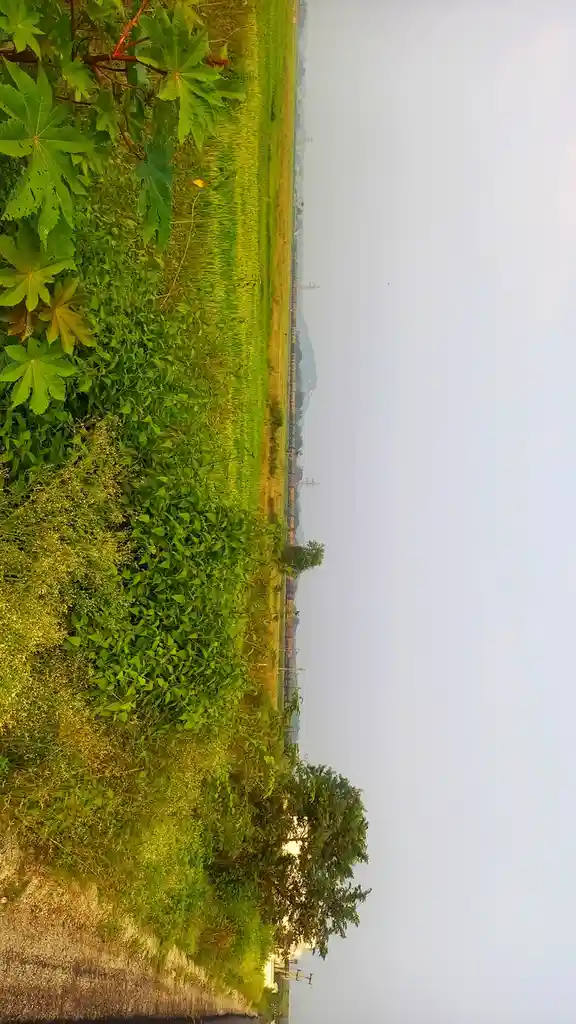 A vertically oriented landscape photo shows a field of green grass and plants on the left, with a hazy sky and distant hills…