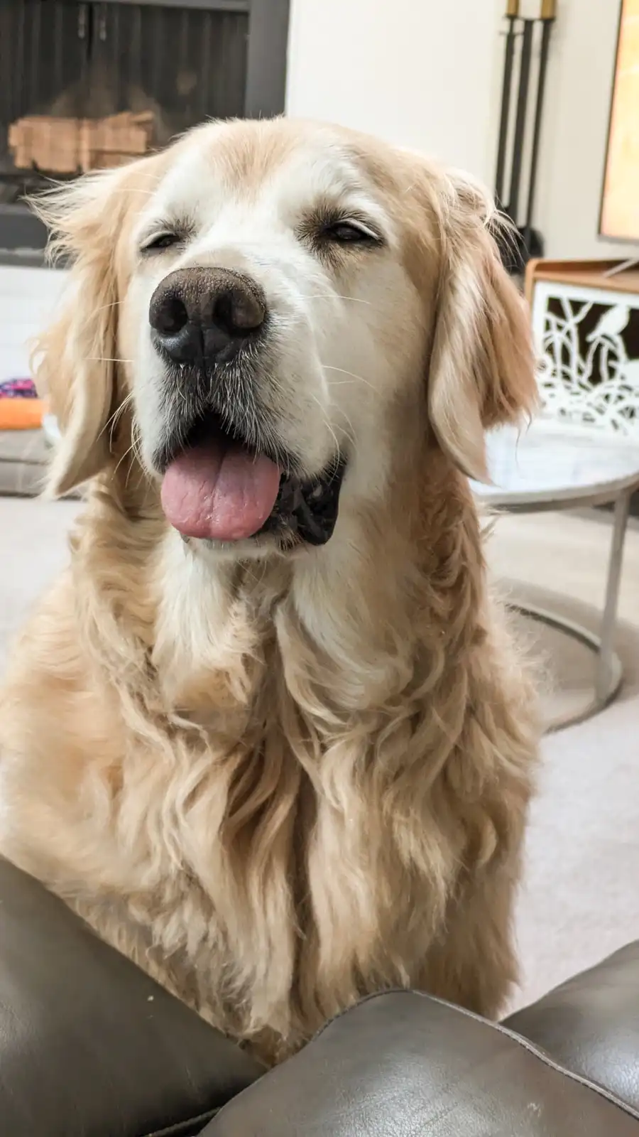 A golden retriever with long, wavy golden fur sits on a dark leather couch, eyes half-closed in a blissful, sleepy…