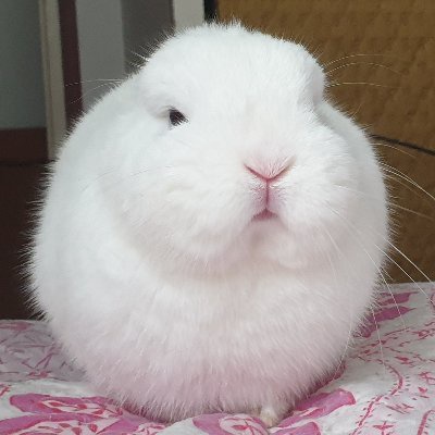 A very fluffy white rabbit with a round, cloud-like body sits on a pink and white patterned blanket. The rabbit has a…