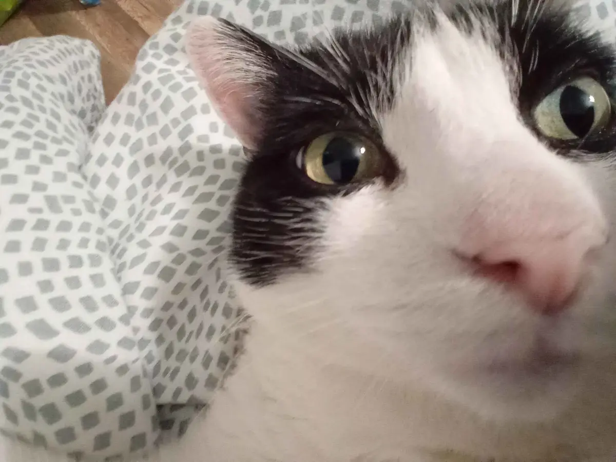 A close-up photo of a black-and-white cat with wide, greenish-yellow eyes staring directly at the camera, resting on a gray…