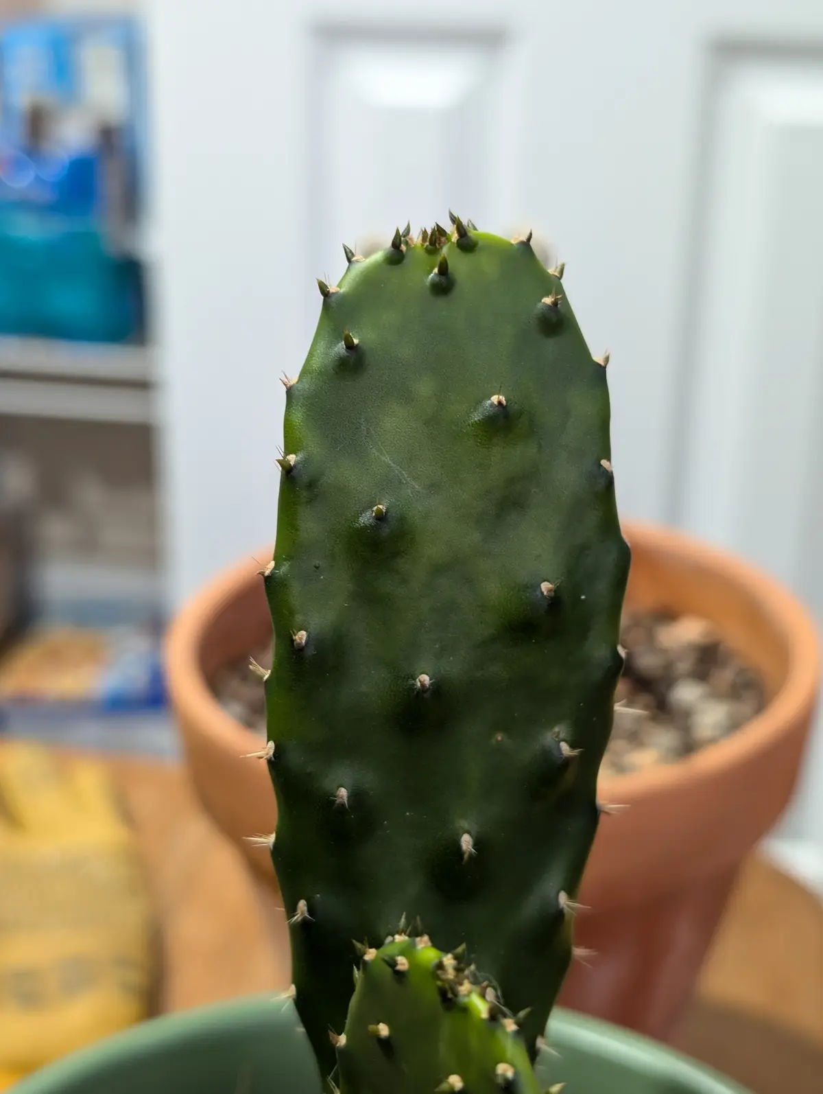 Cacti health update: Diagnosis from 3/24 to 10/24