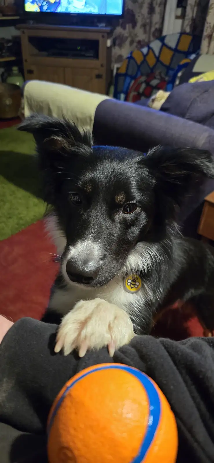 A black and white dog with a bee-shaped tag on its collar rests its paw on a person's leg, looking directly at the camera…