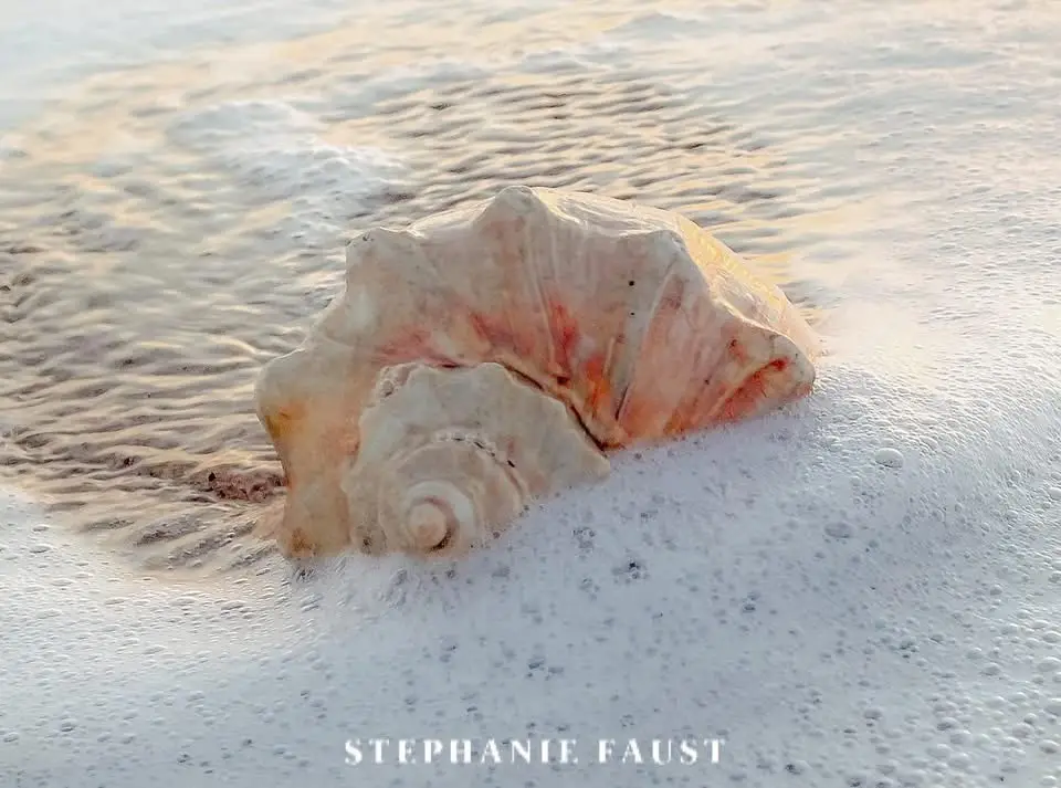 A stunning seashell discovery