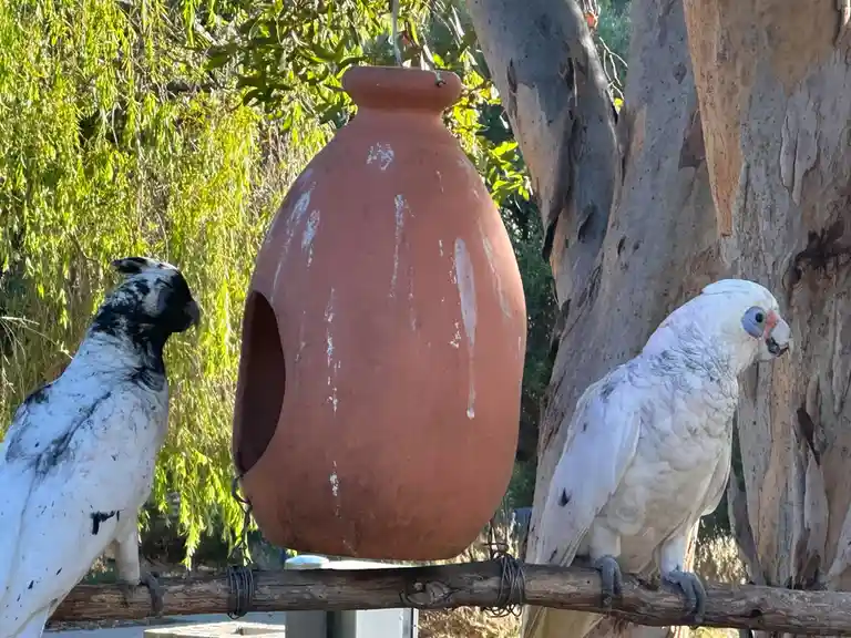 Two white cockatoos perch on a wooden branch beside a large terracotta bird feeder pot. One bird, on the left, has black…