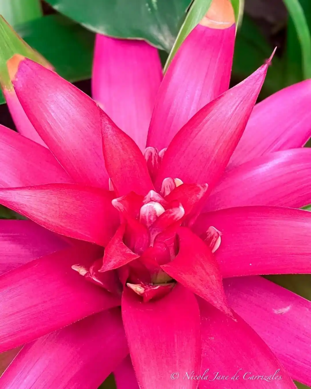 A close-up photo of a vibrant pink flower with long, pointed petals radiating from a central cluster, set against green…