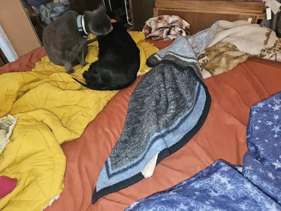 A gray cat wearing a collar stands on a yellow quilted blanket on a messy bed, facing a black dog that is lying down. The…