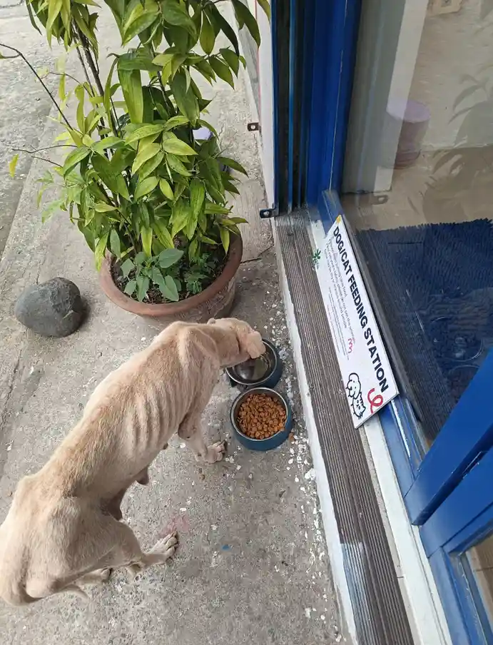 A thin, light-brown dog is eating from a blue bowl placed on a concrete sidewalk next to a blue door. A white sign leaning…