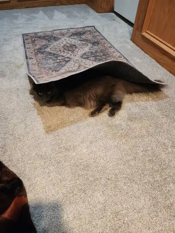 A fluffy dark brown cat is lying on a beige carpet, partially hidden under a patterned rug that is pulled back over its…