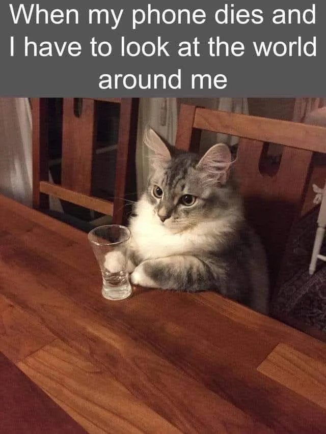 A fluffy gray and white cat sits at a wooden table, looking bored and unimpressed, with a small glass of water beside it…