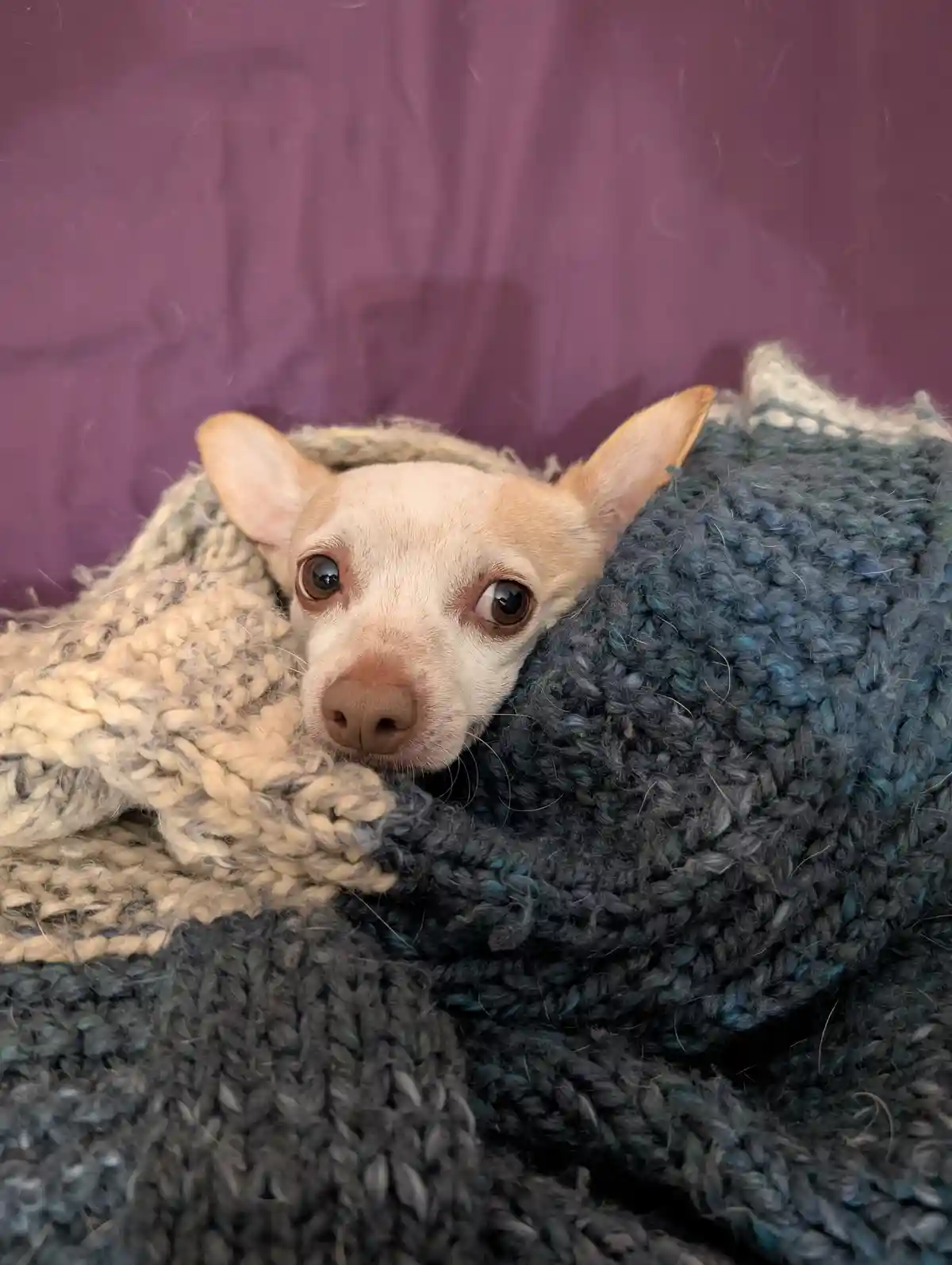 The ultimate cozy companion: A snug Chihuahua