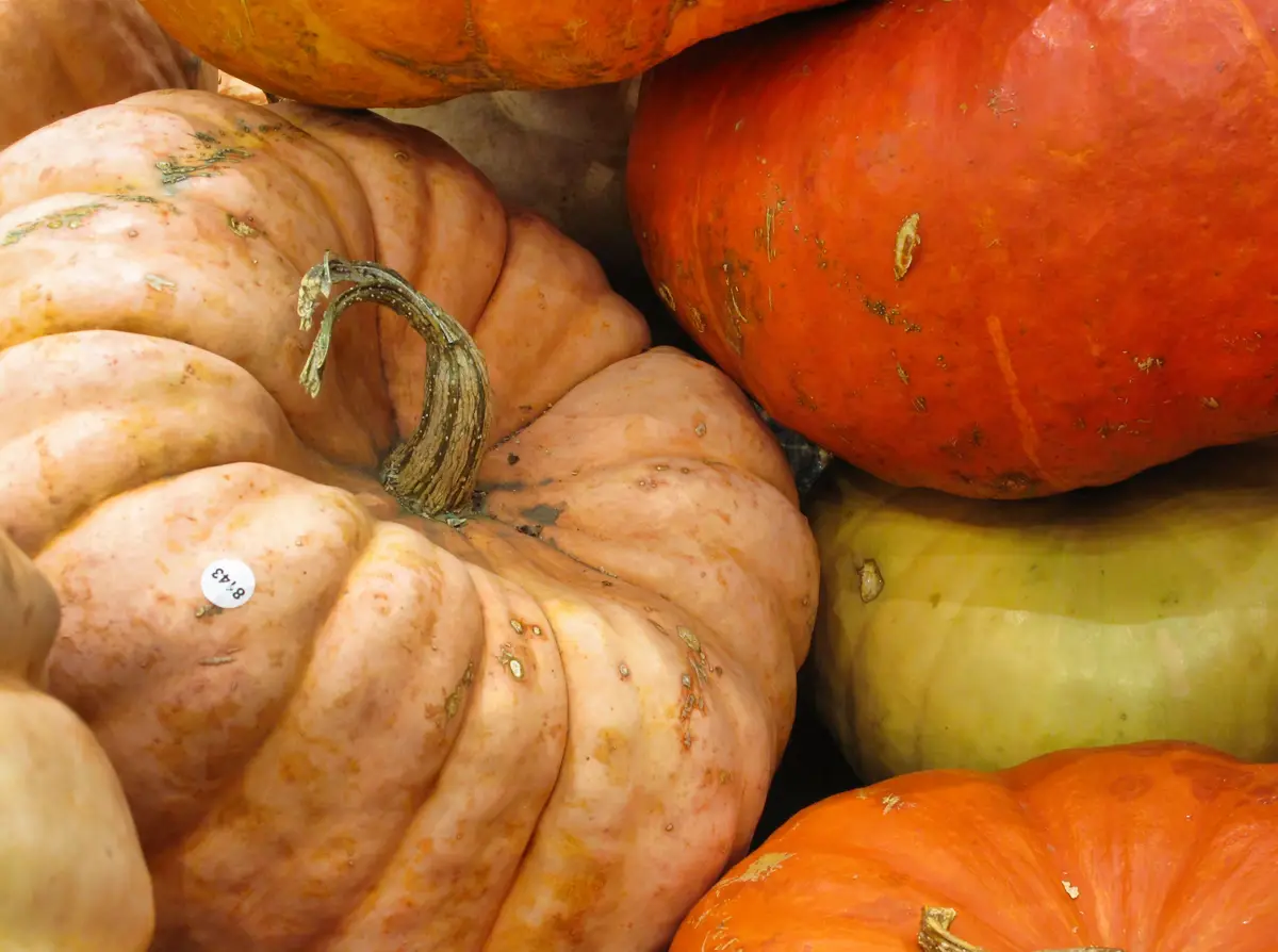 A close-up photo shows a pile of pumpkins and gourds in various colors including orange, pale pink, and green. A pale pink…