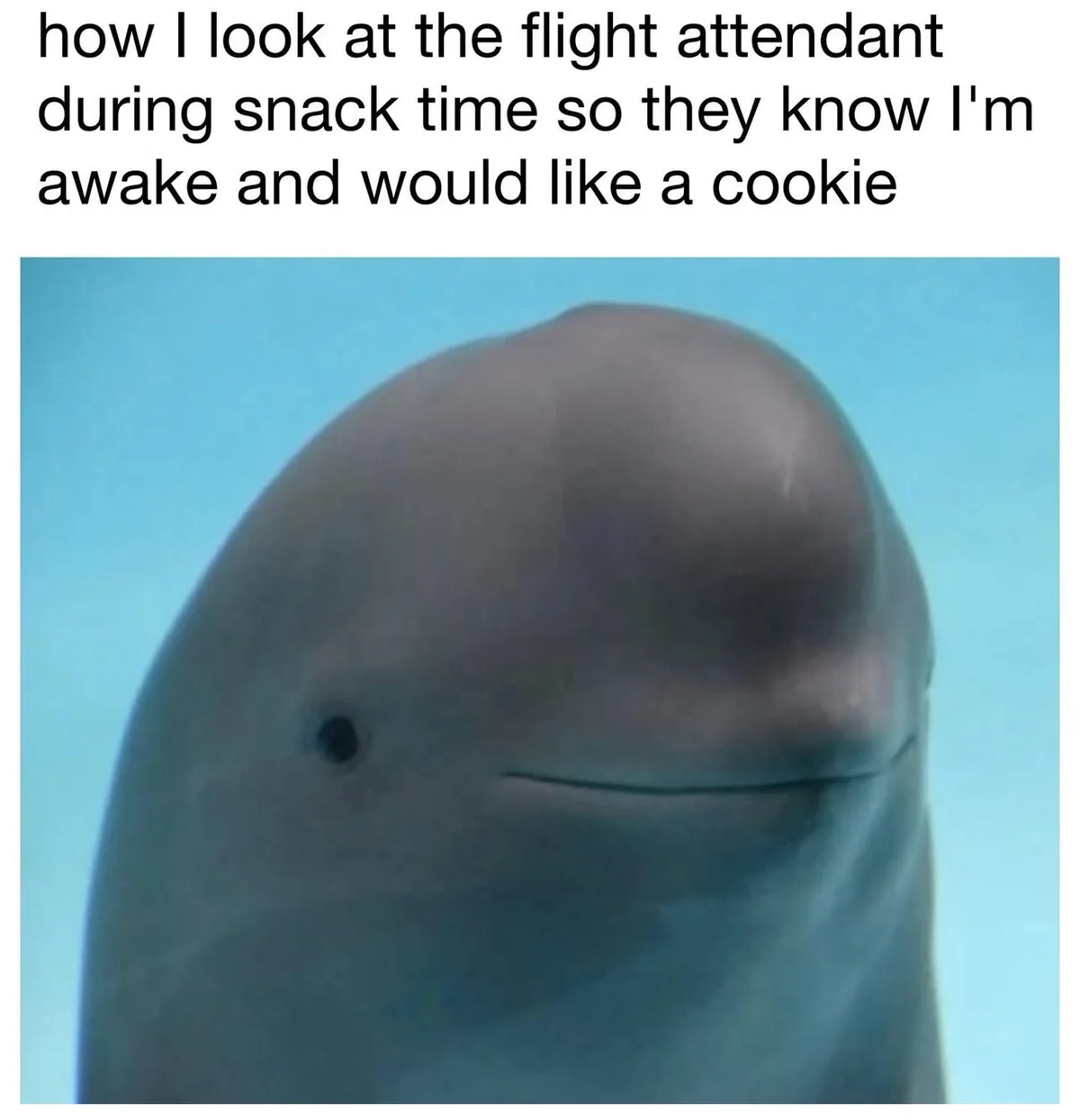 The image shows a close-up of a dolphin's face underwater, with a calm, slightly smiling expression against a blue…