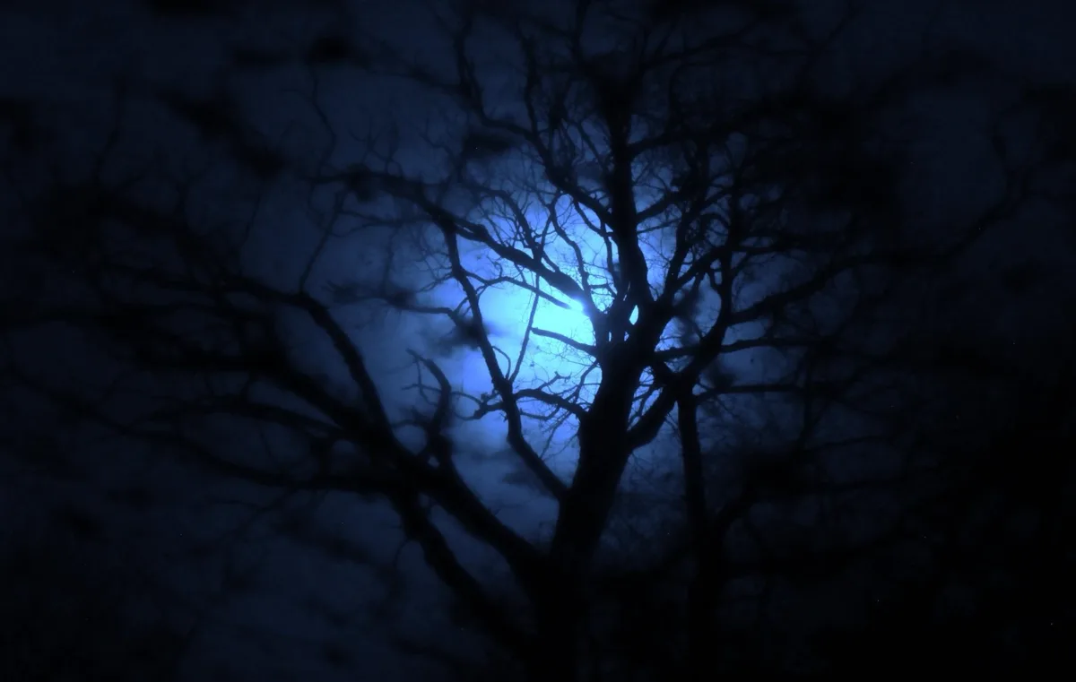 A dark, atmospheric night photo shows the silhouette of bare tree branches against a glowing blue moon partially obscured by…