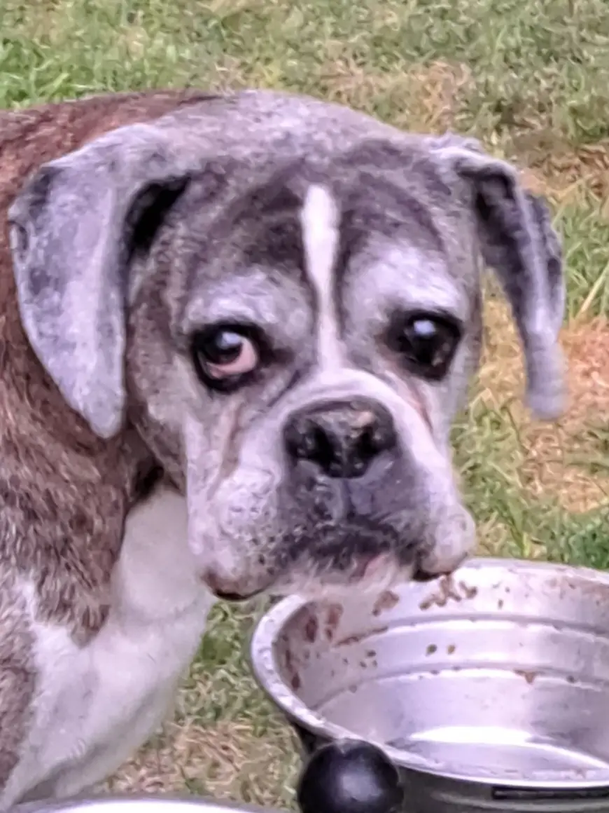A close-up photo of a gray and white boxer dog with a sad, disappointed expression, looking at the camera while sitting next…