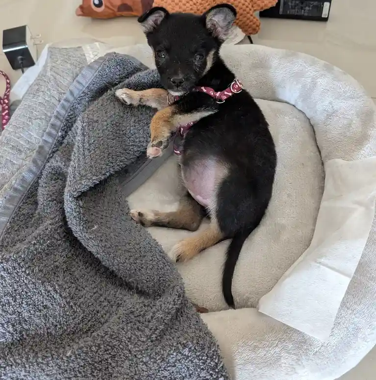 A small black and tan puppy with large, expressive eyes lies curled up in a light-colored pet bed, partially covered by a…