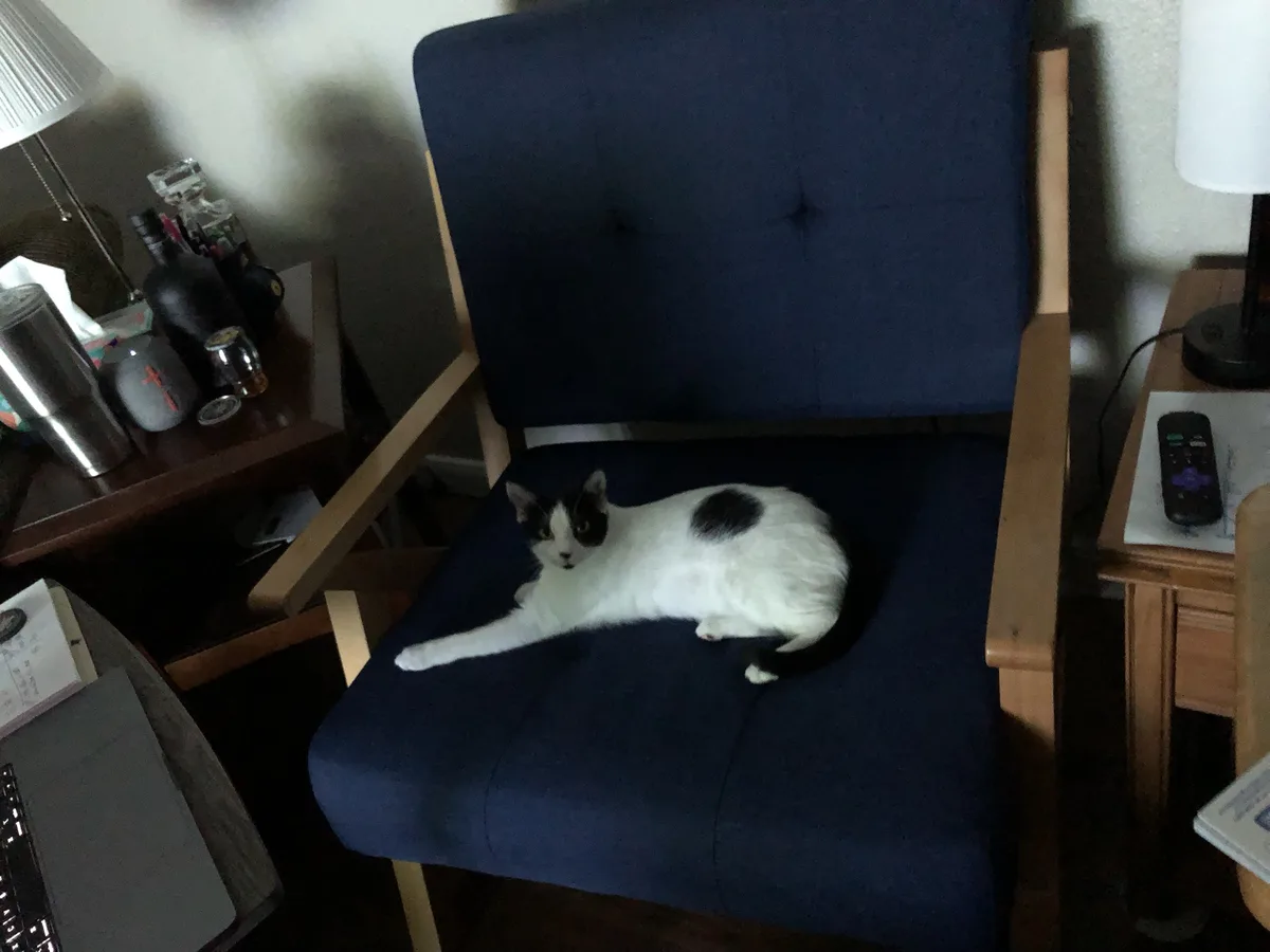 A black-and-white cat lounges comfortably on a blue upholstered chair in a dimly lit room, surrounded by furniture and…