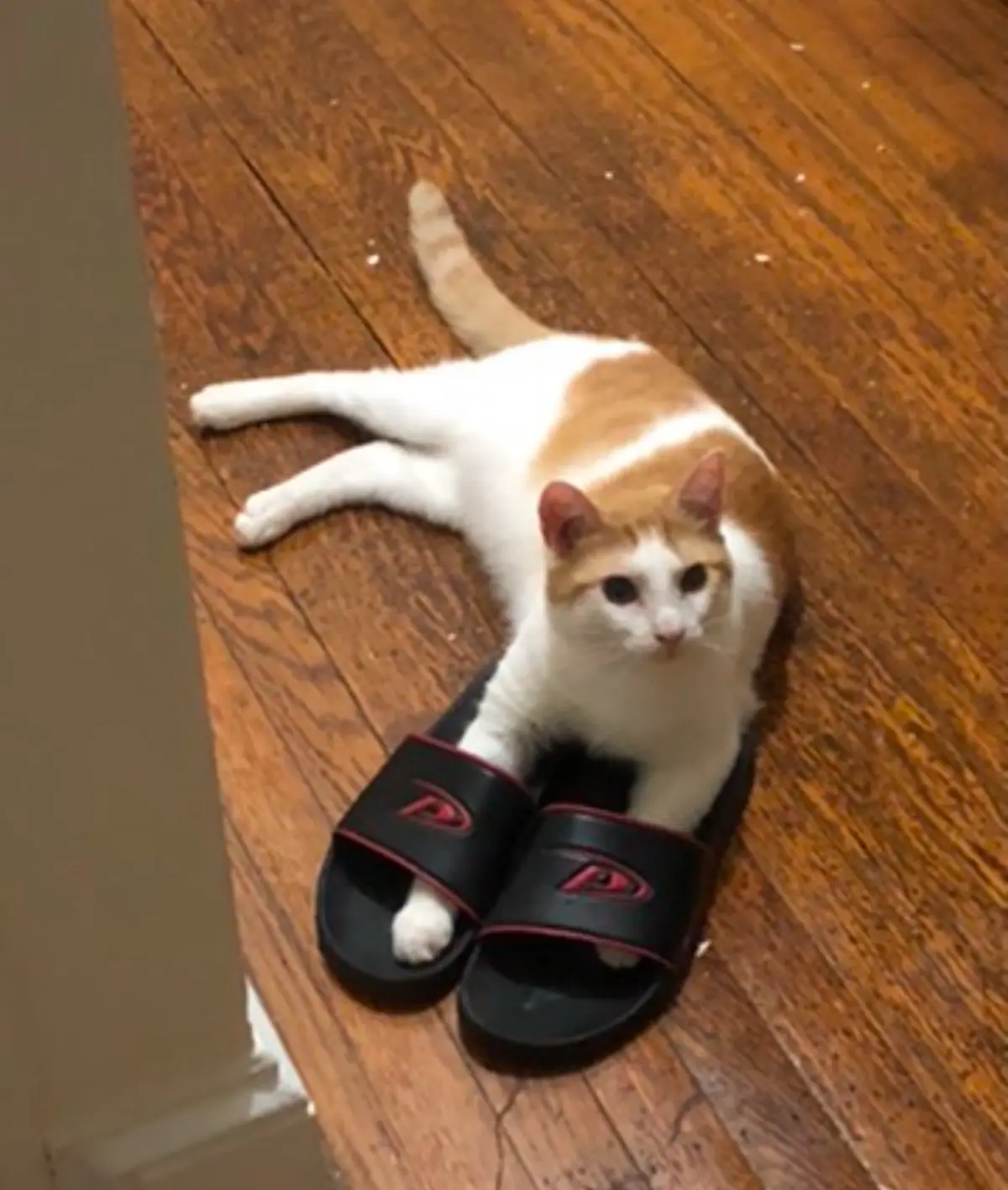 Hammy's Unwavering Love for Footwear