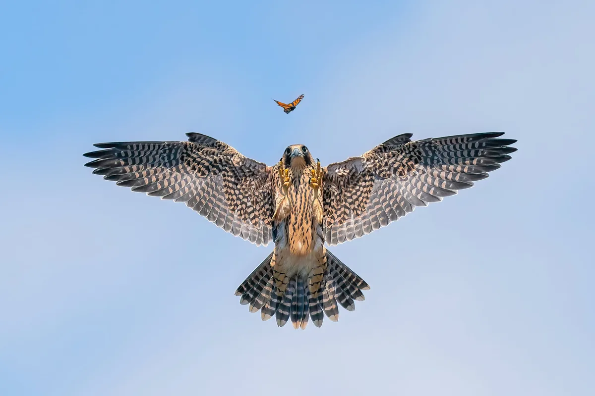 A large bird of prey, likely a falcon, is shown in mid-flight with its wings fully spread against a clear blue sky. Directly…