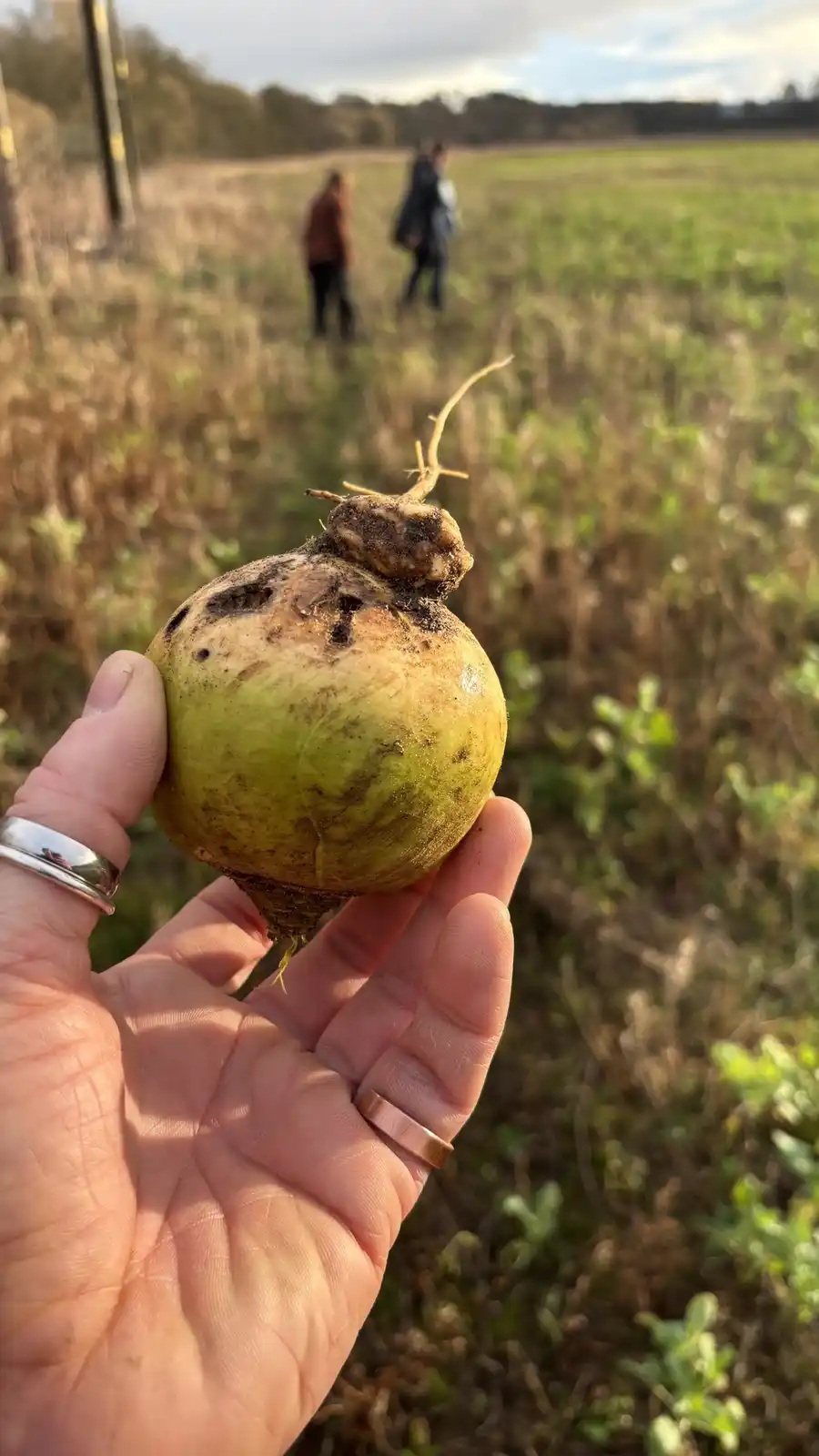 A hand holds a large, oddly shaped, greenish-yellow root vegetable with dirt and small holes, resembling a sweet potato, in…