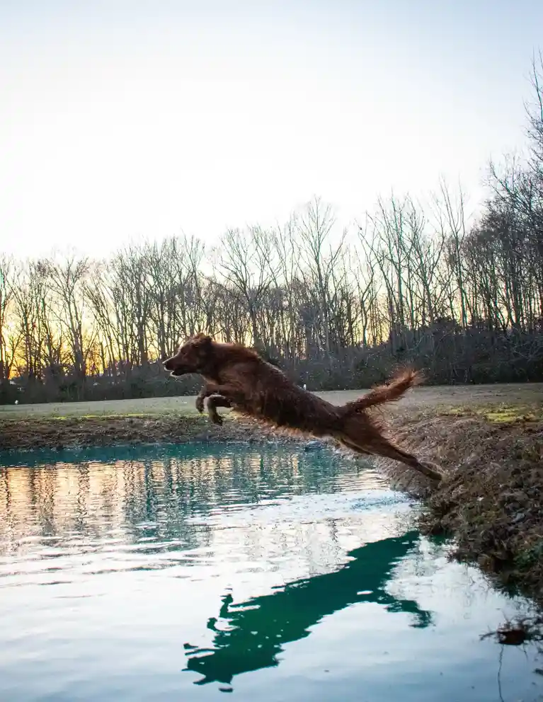 A brown dog is captured mid-air, leaping energetically from a grassy bank into a calm body of water, with bare trees and a…