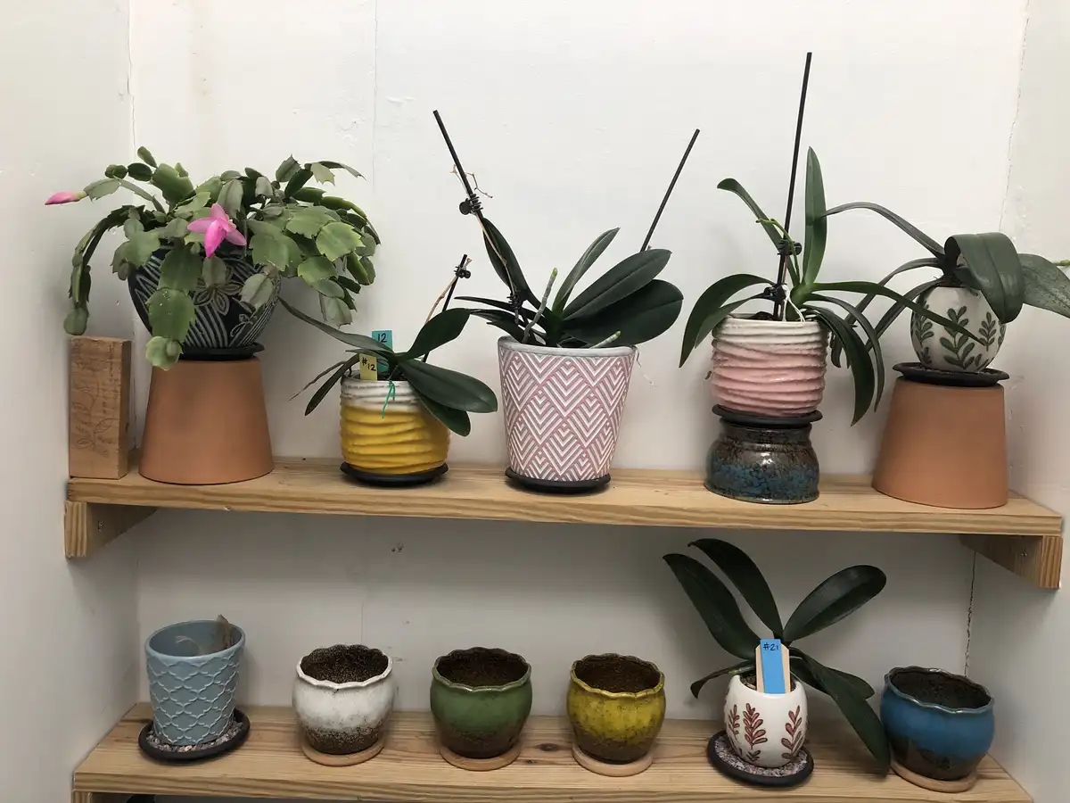A wooden shelf holds multiple potted plants, including blooming orchids and cacti in colorful ceramic pots. The top shelf…